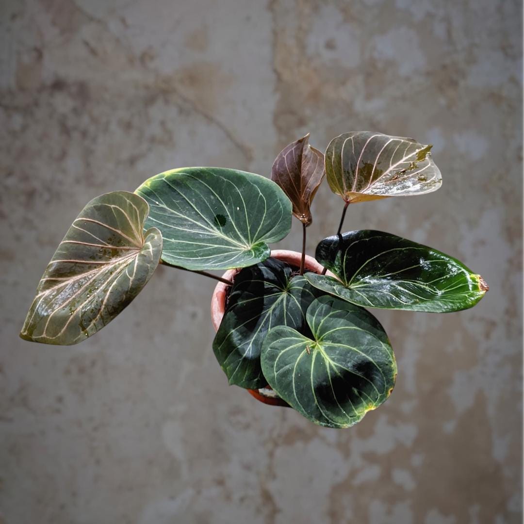 Anthurium king of spades plant - Etsy 日本
