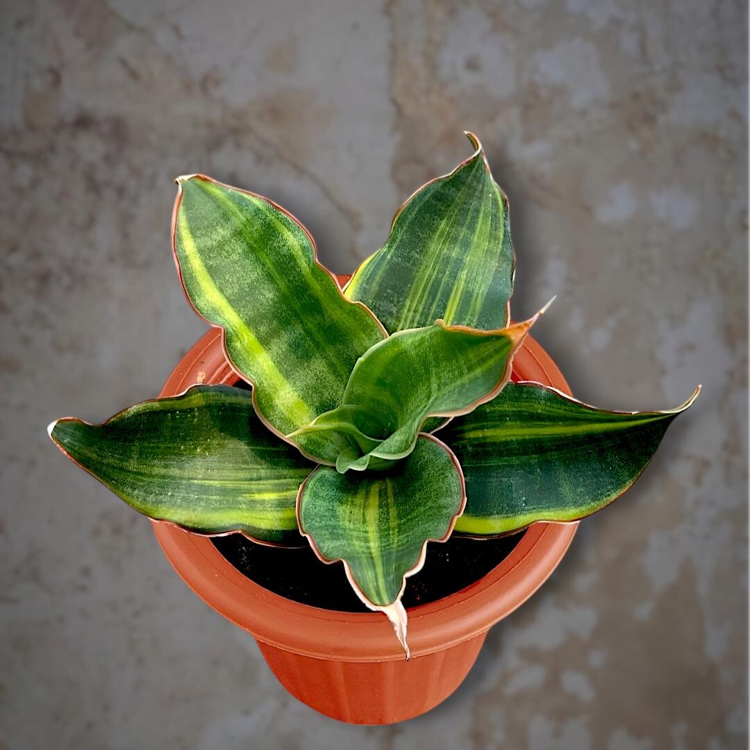 Sansevieria Black Rose Variegated - Beauty Tropical Plant New - Etsy