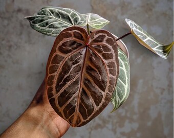 Anthurium Red Tiger - beauty tropical plant