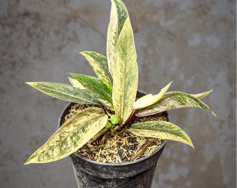 Anthurium Claniervium - beauty tropical plant
