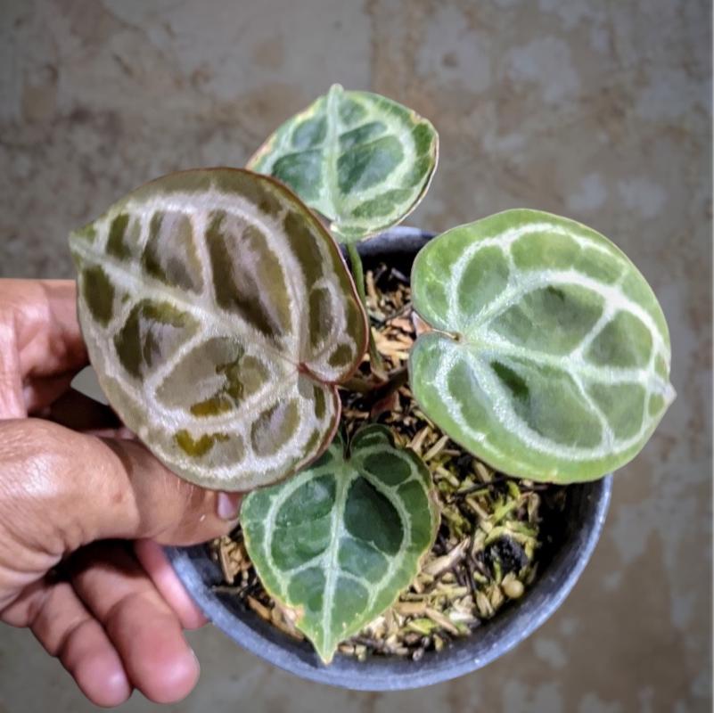Anthurium crystallinum red - Etsy 日本
