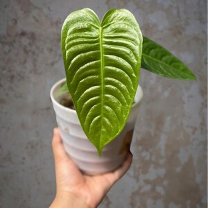 Pode incluir: Uma folha verde vibrante em forma de coração com veios paralelos proeminentes e profundamente texturizados, crescendo num vaso de cerâmica branca canelado. A planta apresenta folhagem brilhante e alongada com uma nervura central.
