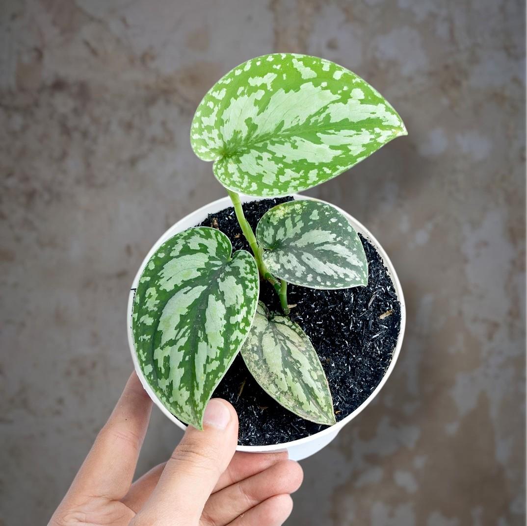 Scindapsus borneo - Etsy 日本