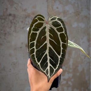 Anthurium Kos X Red Crystal - Etsy