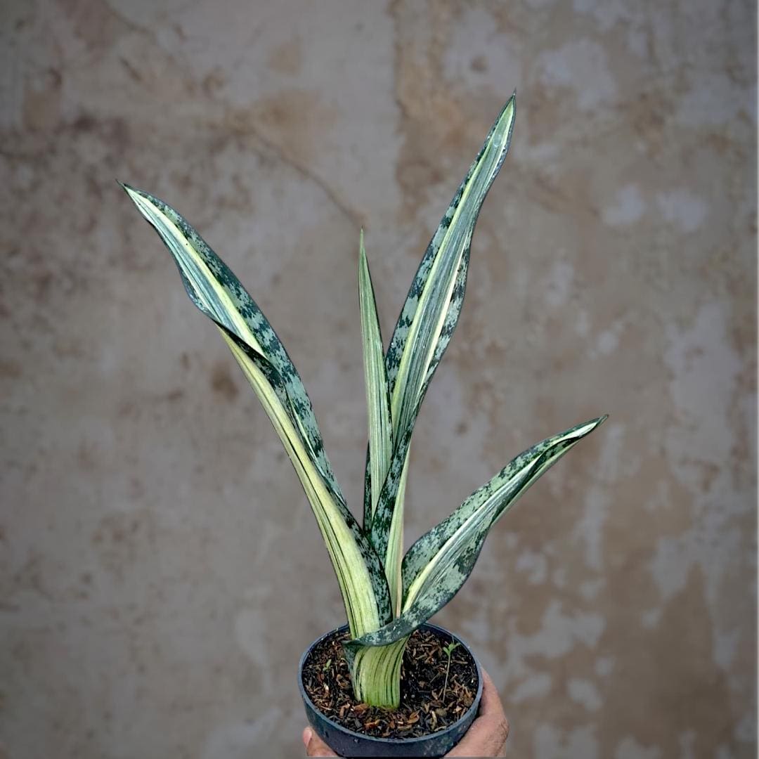 Sansevieria Bantel Batik Variegated - Beauty Tropical Plant New - Etsy