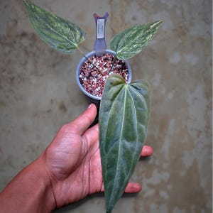 Op de afbeelding: Een potplant met grote, getextureerde groene bladeren, sommige met witte bonte bladeren. De plant staat in een kleine zwarte pot gevuld met aarde en kleine rode en witte stenen. Een hand houdt een groot blad op de voorgrond.