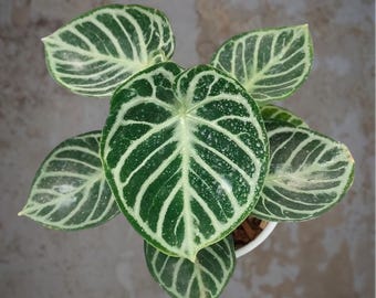 Anthurium Dorayaki ori - beauty tropical plant