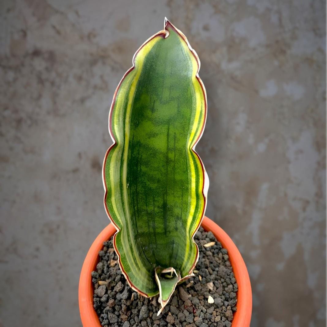 Sansevieria Dragon Wing - Etsy