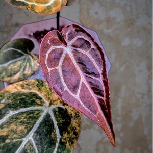 May include: Close-up of an Anthurium leaf with a heart shape, showcasing a deep burgundy hue with prominent white veins. Other leaves in the image display green and yellow tones. The plant is in a decorative pot.
