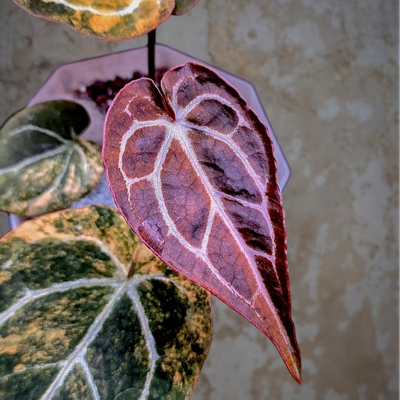 May include: Close-up of an Anthurium leaf with a heart shape, showcasing a deep burgundy hue with prominent white veins. Other leaves in the image display green and yellow tones. The plant is in a decorative pot.