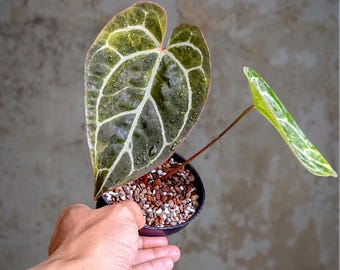 Anthurium Crystallinum - hermosa planta tropical