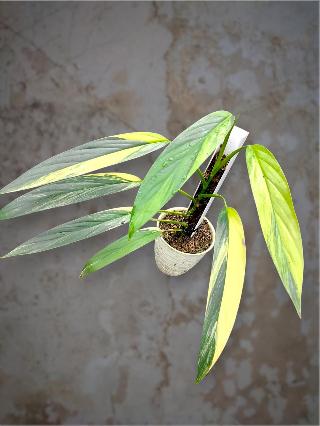 Epipremnum giganteum variegated - Etsy 日本