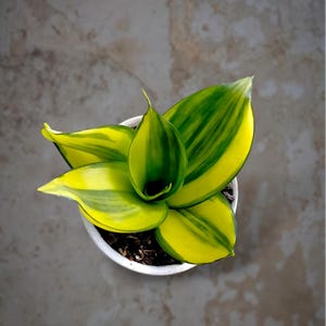 May include: A Sansevieria plant with broad, variegated leaves featuring bright yellow margins and deep green centers, planted in a small white circular pot filled with dark potting soil, viewed from directly above in a top-down perspective.