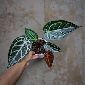 Puede incluir: Planta de Anthurium crystallinum en maceta blanca, sostenida por una mano. Las hojas grandes, de color verde oscuro, presentan unas llamativas vetas blancas. Una hoja es de color marr&oacute;n rojizo. El fondo es de un color neutro y moteado, que contrasta con el follaje.