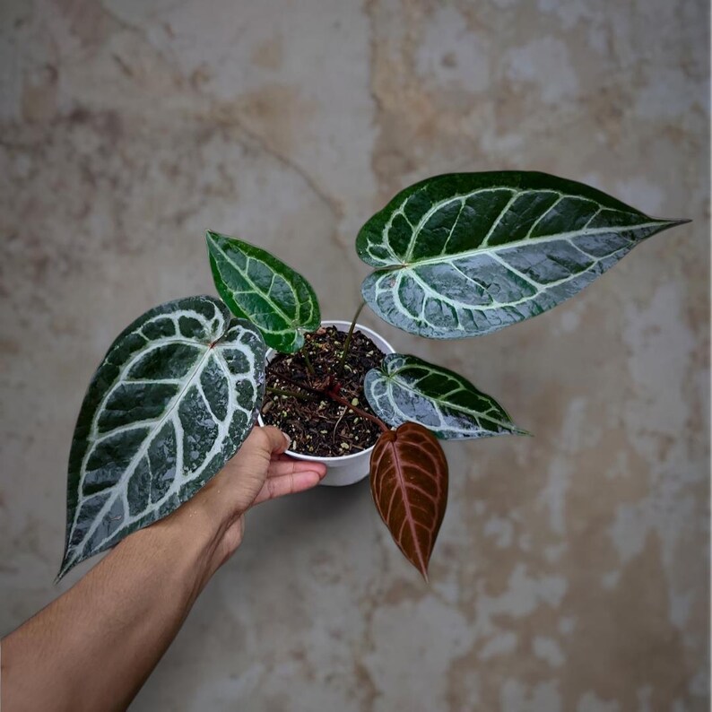 Puede incluir: Planta de Anthurium crystallinum en maceta blanca, sostenida por una mano. Las hojas grandes, de color verde oscuro, presentan unas llamativas vetas blancas. Una hoja es de color marr&oacute;n rojizo. El fondo es de un color neutro y moteado, que contrasta con el follaje.