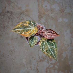 May include: Overhead shot of a potted plant with large, variegated leaves. The leaves display a mix of green, yellow, and orange hues with prominent white veining. The pot is white, and the soil is a mix of small pebbles and soil.