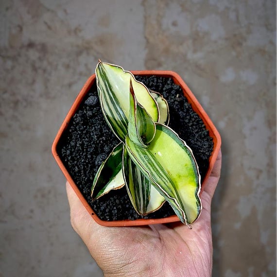 Sansevieria Samurai Dwarf White Variegated - Beauty Tropical Plant