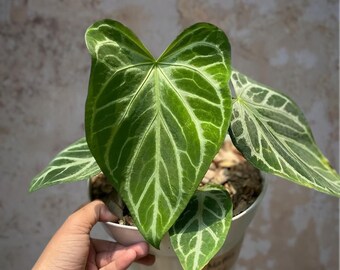 Anthurium mariposa plateada: una hermosa planta tropical.
