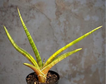 Sansevieria Rhodesiana Rosa Variegada, rara - hermosa planta tropical