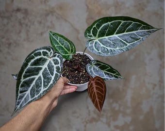 Anthurium skg silver × michelle 変異株 Anthurium skg silver