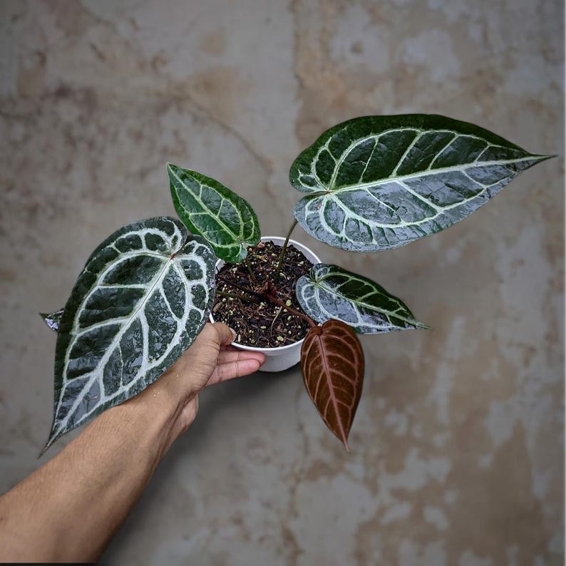 Puede incluir: Planta de Anthurium en maceta blanca. La planta presenta hojas grandes de color verde oscuro con vetas blancas prominentes. Una hoja es de color marr&oacute;n rojizo oscuro. La planta es sostenida por una mano sobre un fondo neutro.