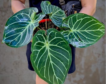 Anthurium Dorayaki Mutation - beauty tropical plant