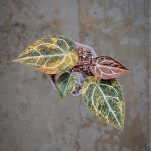 May include: Overhead view of an Anthurium plant in a white pot. The leaves are a mix of green, yellow, and orange with white veining. The plant sits on a neutral-toned surface.