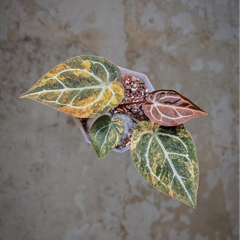 May include: Overhead view of an Anthurium plant in a white pot. The leaves are a mix of green, yellow, and orange with white veining. The plant sits on a neutral-toned surface.