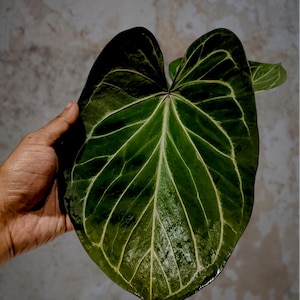 Anthurium king of spades plant - Etsy 日本