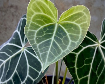 Anthurium Clarinervium - beauty tropical plant