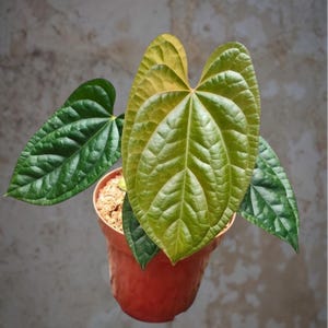 Op de afbeelding: Een kamerplant in een terracotta pot, met grote, hartvormige bladeren. De bladeren zijn diepgroen met wat geel aan de randen. De plant staat tegen een neutrale, grijzige achtergrond.