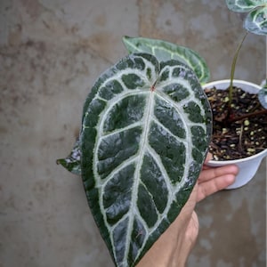 Puede incluir: Primer plano de una hoja grande, verde oscuro con vetas blancas prominentes. La hoja es parte de una planta en una maceta blanca, sostenida por una mano. La textura de la hoja parece ligeramente h&uacute;meda.