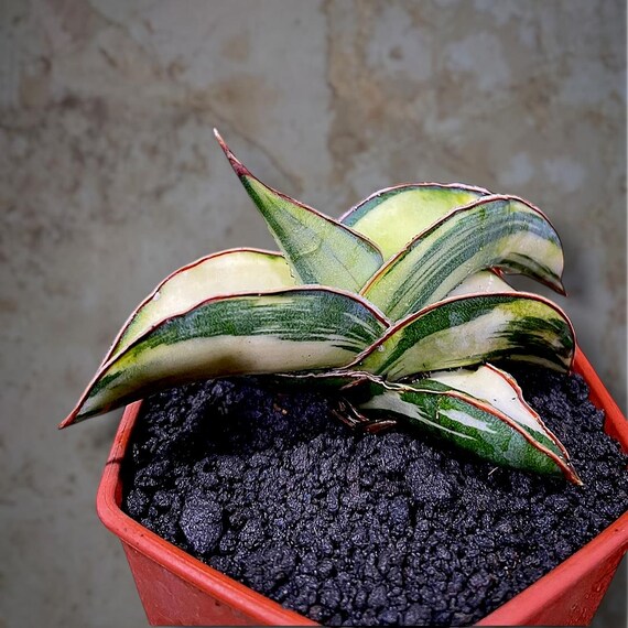 Sansevieria Samurai Dwarf White Variegated - Beauty Tropical Plant