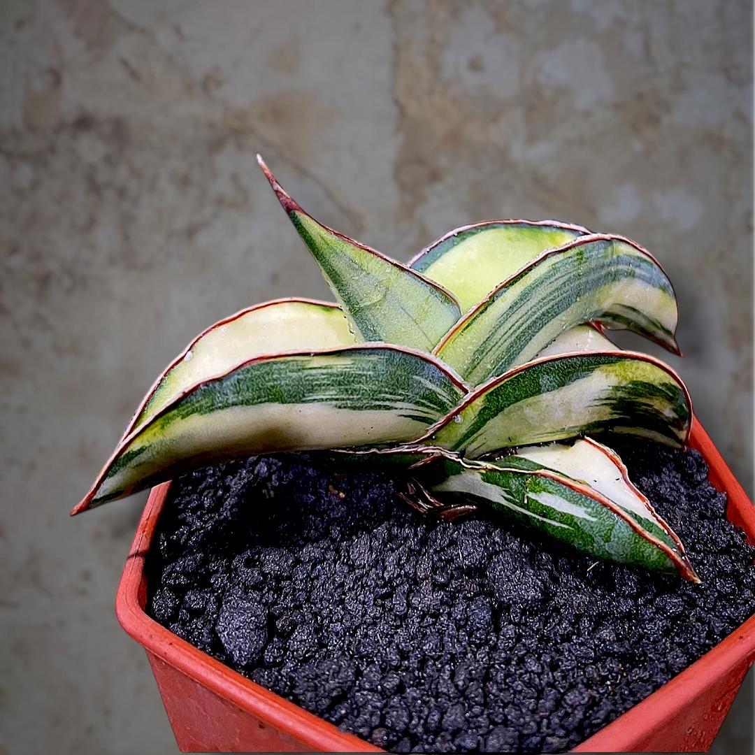 Sansevieria Samurai Dwarf White Variegated - Beauty Tropical Plant