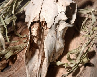 Beautiful sheep's skull with curved horns.
