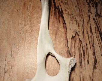 Sheep pelvis bone.
