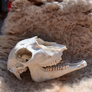 Genuine Sheep Skull with Mandibles. Real Skull with both Lower Jaw Bones. Naturally found animal bones. Ethically sourced.
