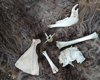 Assorted Ethically Sourced Animal Bones for Crafts, Collection