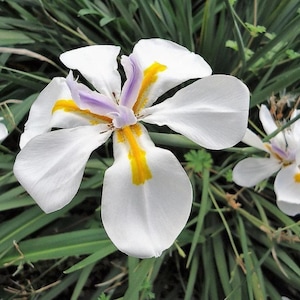 Könnte beinhalten: Eine Dietes grandiflora Blüte mit sechs weißen Blütenblättern, markanten gelben Saftmalen und zarten hellvioletten Zeichnungen in der Mitte, umgeben von langem, schmalem grünem Blattwerk in natürlicher Umgebung.
