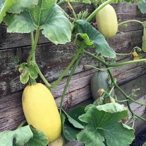 Puede incluir: Dos calabazas espagueti de forma ovalada cuelgan de una enredadera contra una valla de madera desgastada. Una calabaza es de color amarillo pálido, mientras que la otra es de un verde apagado. Hojas verdes grandes y zarcillos finos rodean los vegetales.