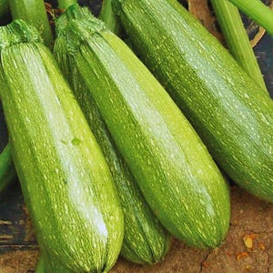 Grå zucchini – för plantering, produktiv sommarsquash i grönsaksträdgård 60 frön