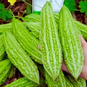 Bittermelon, icke-GMO, arv, bittermelons, örtgrönsak, 15 frön