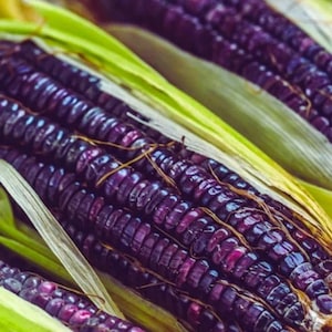 Op de afbeelding: Close-up van verschillende kolven paarse maïs met groene bladeren. De korrels zijn diep, levendig paars en de bladeren zijn heldergroen. De afbeelding benadrukt de unieke kleur en textuur van de maïs.