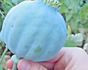 Giant Rattle Poppy Seeds (Papaver somniferum) Ornamental Garden Flower Seeds | Large Blooms  1000 Seed