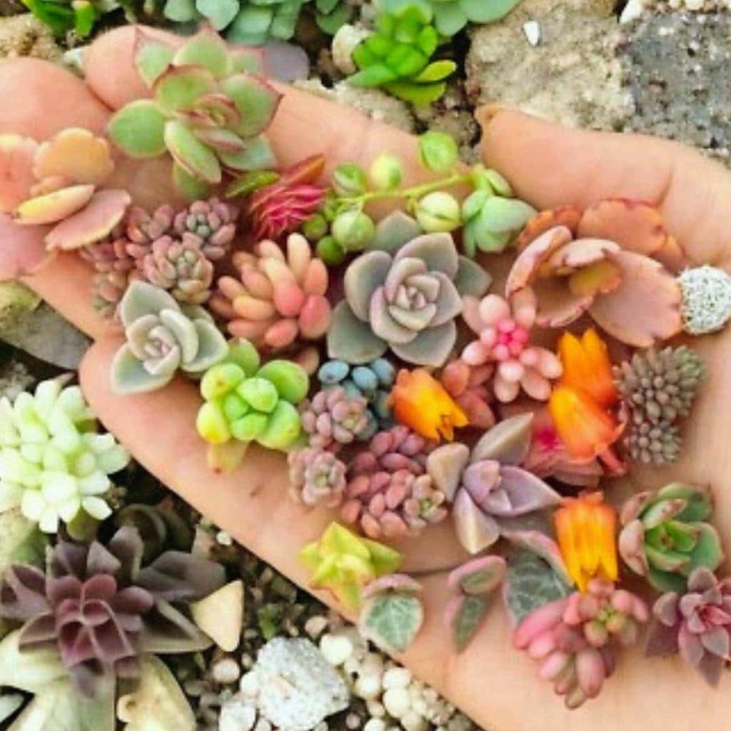 カラフルな多肉植物 - Etsy 日本
