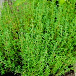 May include: A dense cluster of fresh thyme herb plants featuring numerous thin, upright green stems and small, narrow, oval-shaped leaves. The plant displays a vibrant light to medium green color throughout, with a bushy and textured appearance.