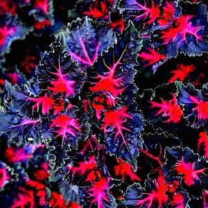 May include: Detailed image of plant leaves showcasing a dramatic colour palette. The leaves are a dark blue-purple with vivid red veins and edges, creating a striking contrast. The dark background accentuates the vibrant colours of the foliage.