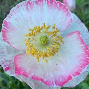 Pode incluir: Close-up de uma vibrante flor de papoula. As pétalas são brancas com uma borda rosa brilhante, e o centro apresenta um pistilo verde rodeado por estames amarelos. A textura delicada e o contraste de cores da flor são marcantes.