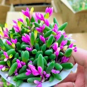 May include: A close-up of a succulent plant with vibrant green, oval-shaped leaves and bright pink flowers. The plant is in a small, white container, showcasing the colorful foliage and blooms. The image highlights the plant's texture and color.