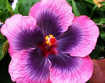 Madagascar Hibiscus Moscheutos Rose of Sharon Flower Garden Seeds